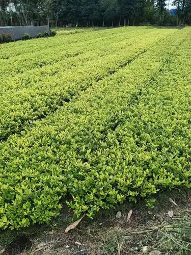 网球拍哪种吸汗带好用